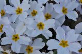 Primula vulgaris. Цветки. Азербайджан, окр. г. Куба (Губа), лесопарк. 6 апреля 2017 г.