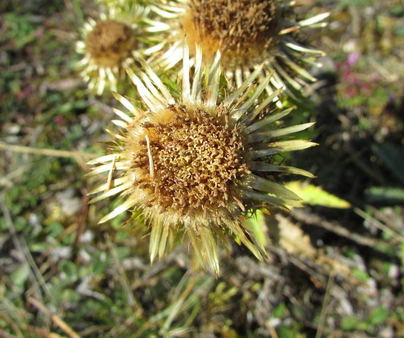 Image of Carlina fennica specimen.