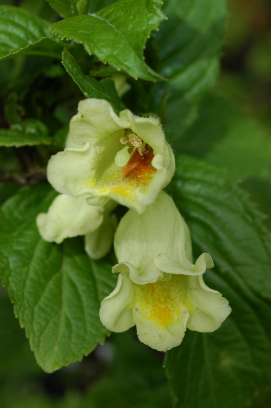 Image of Weigela middendorffiana specimen.