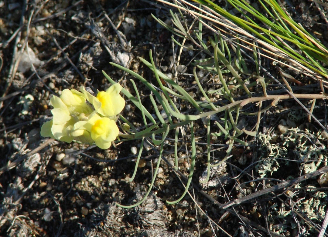 Изображение особи Linaria buriatica.