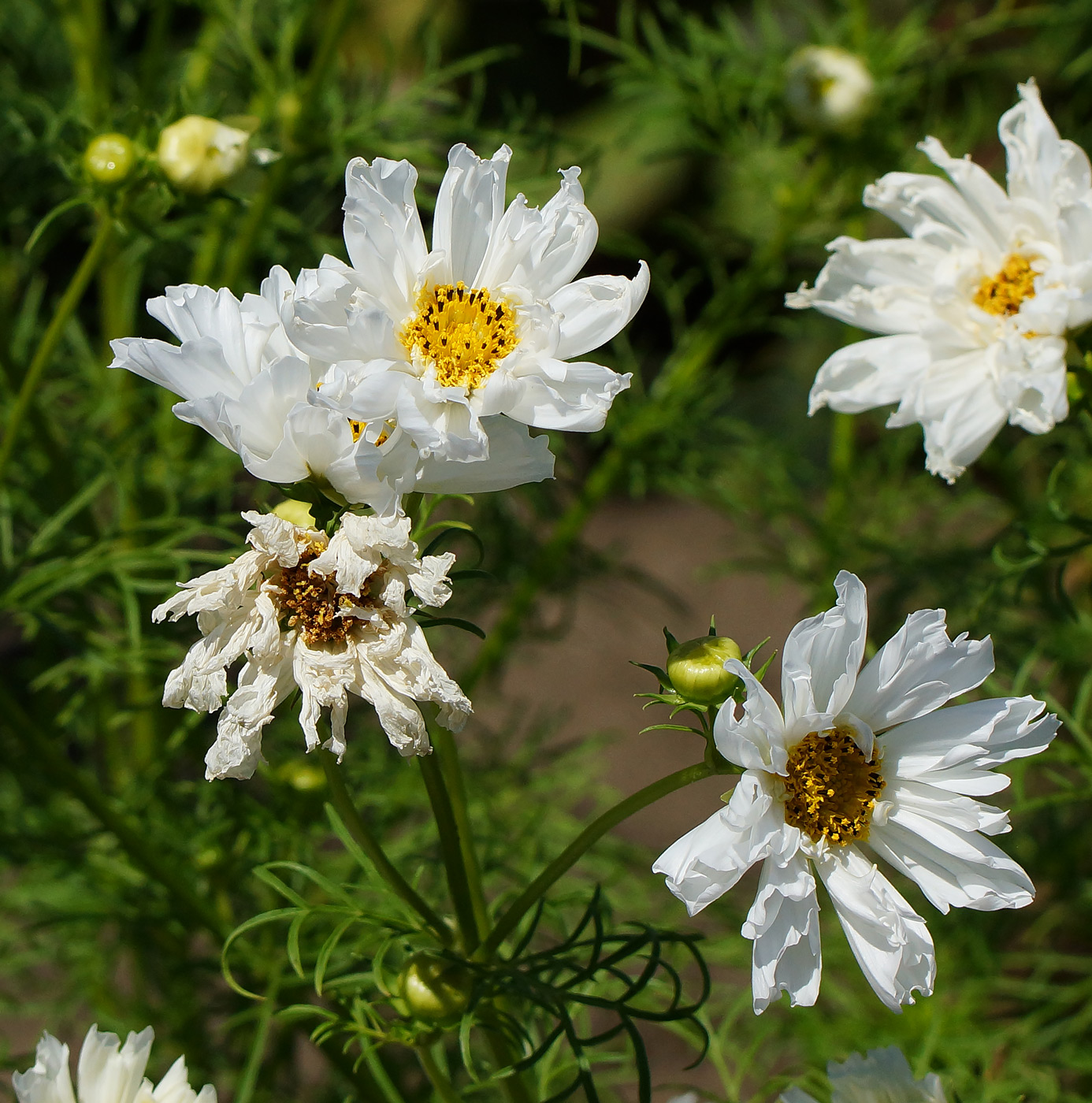 Image of Cosmos bipinnatus specimen.