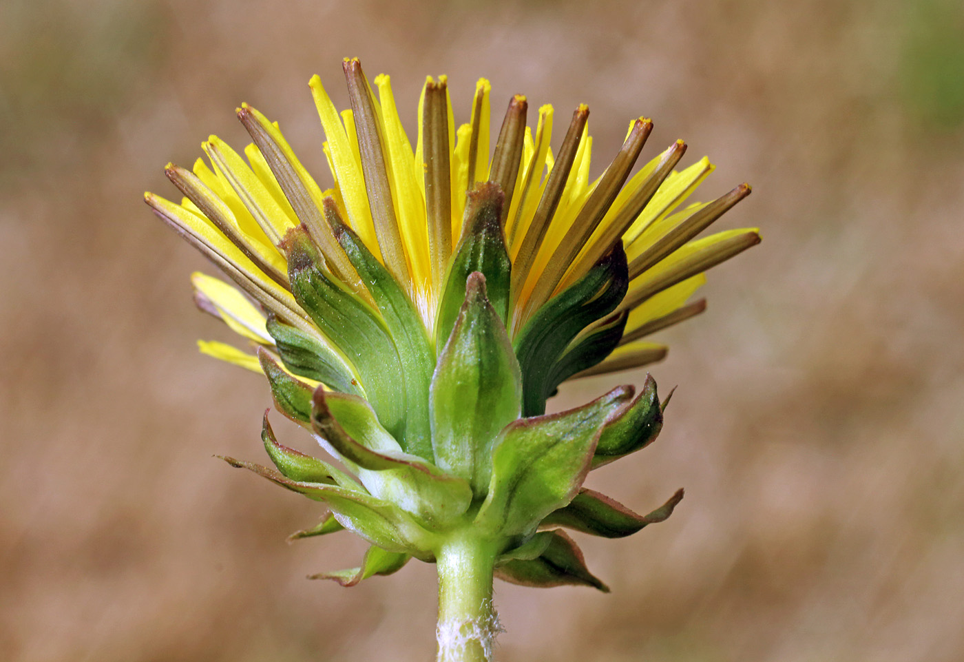 Image of Taraxacum macrochlamydeum specimen.