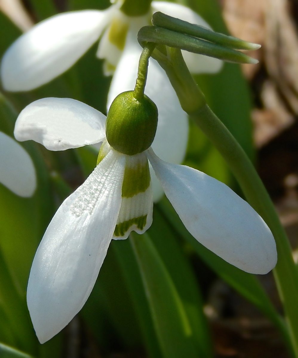 Изображение особи Galanthus elwesii.