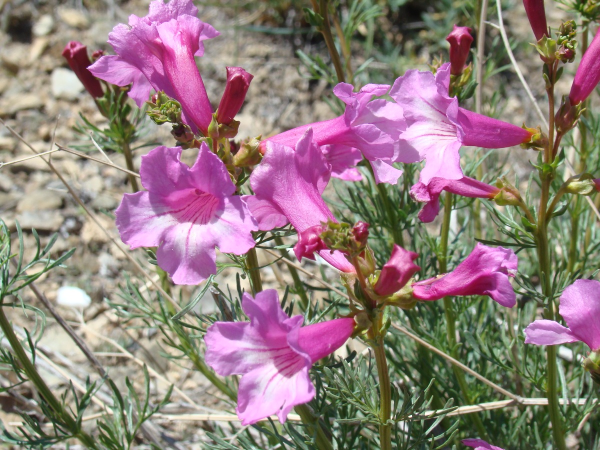 Image of Niedzwedzkia semiretschenskia specimen.