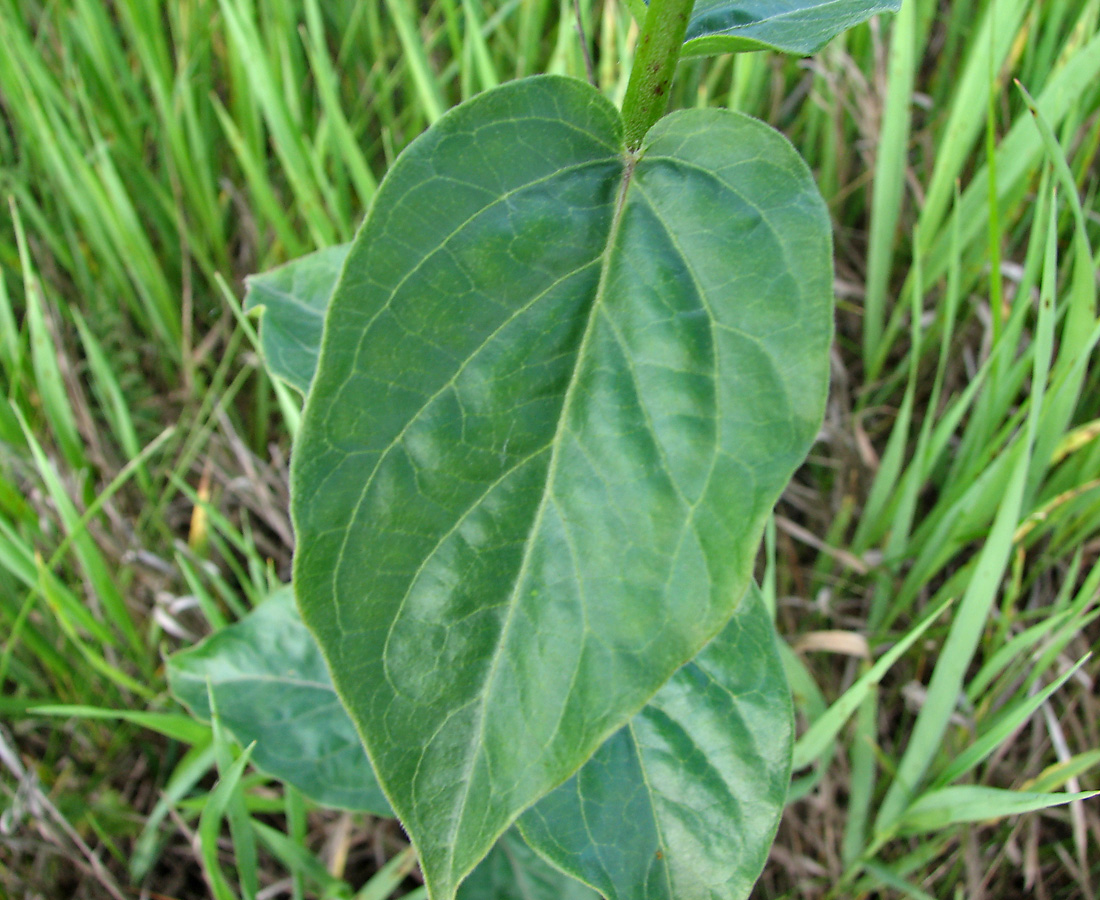 Image of Vincetoxicum scandens specimen.