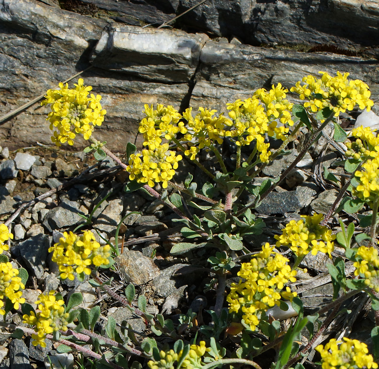 Image of Odontarrhena obovata specimen.