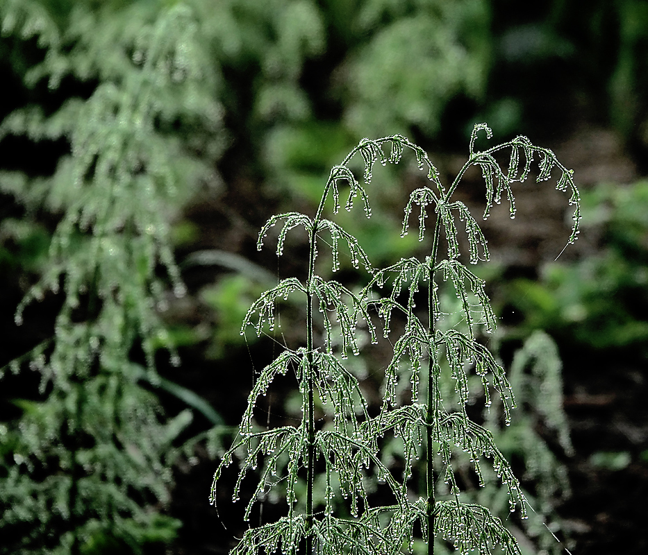 Image of Equisetum sylvaticum specimen.