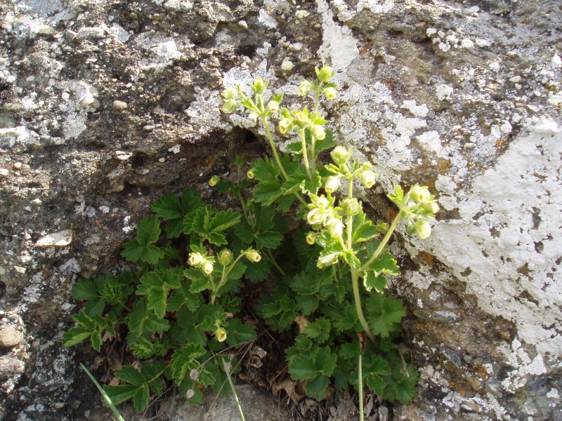 Image of Potentilla geoides specimen.