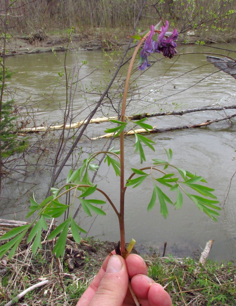 Image of Corydalis begljanovae specimen.