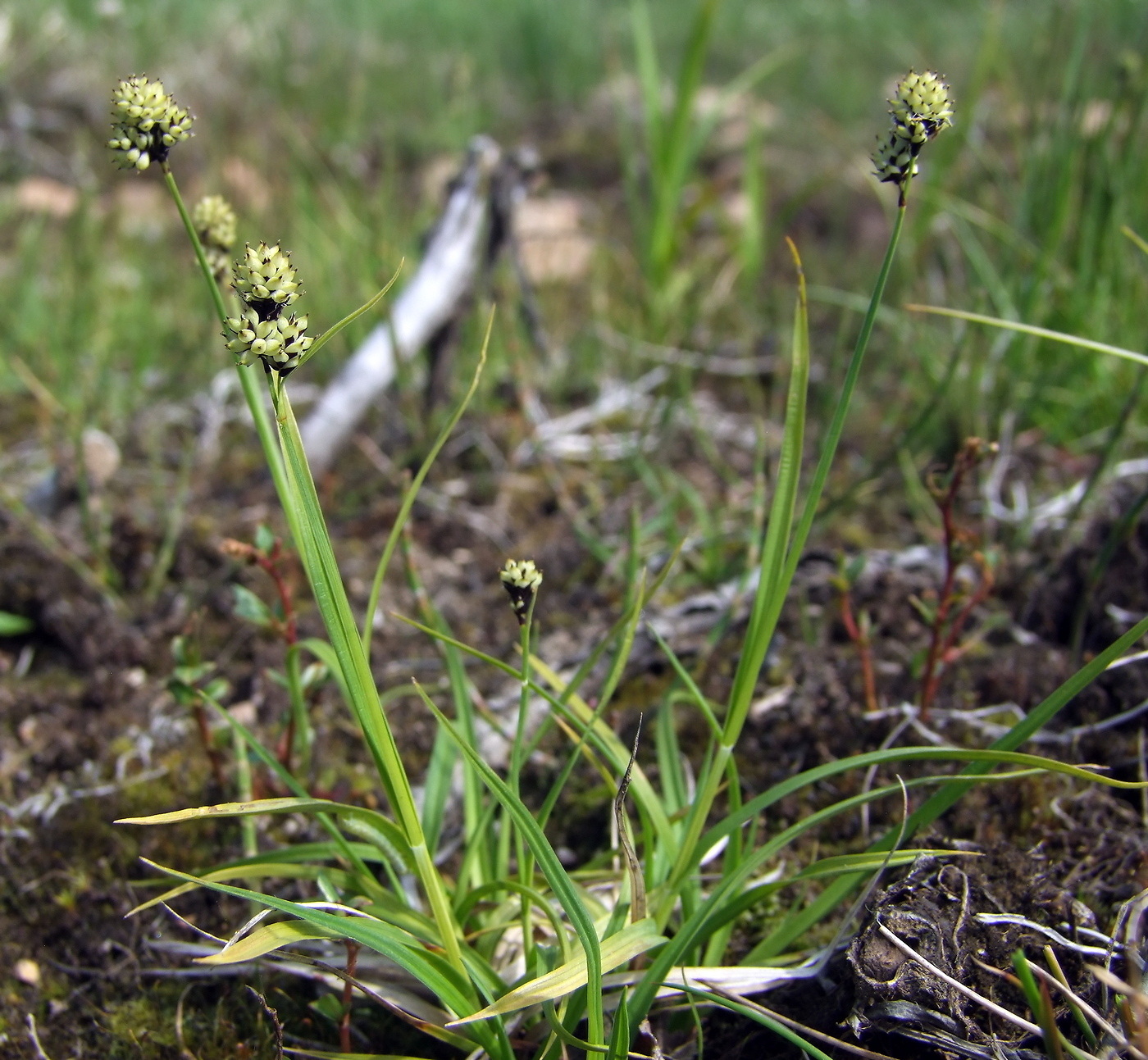 Image of Carex media specimen.