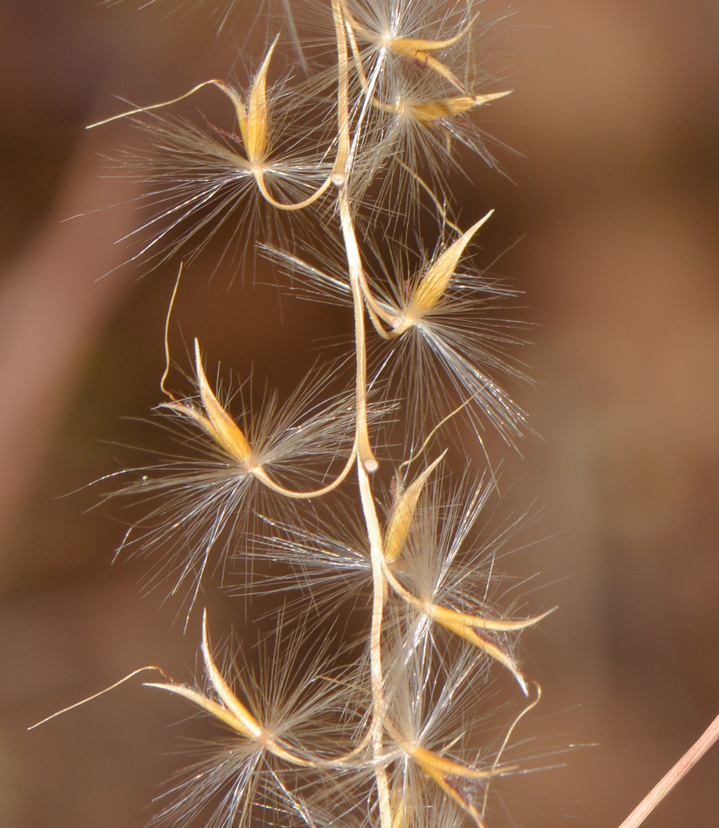 Image of genus Miscanthus specimen.