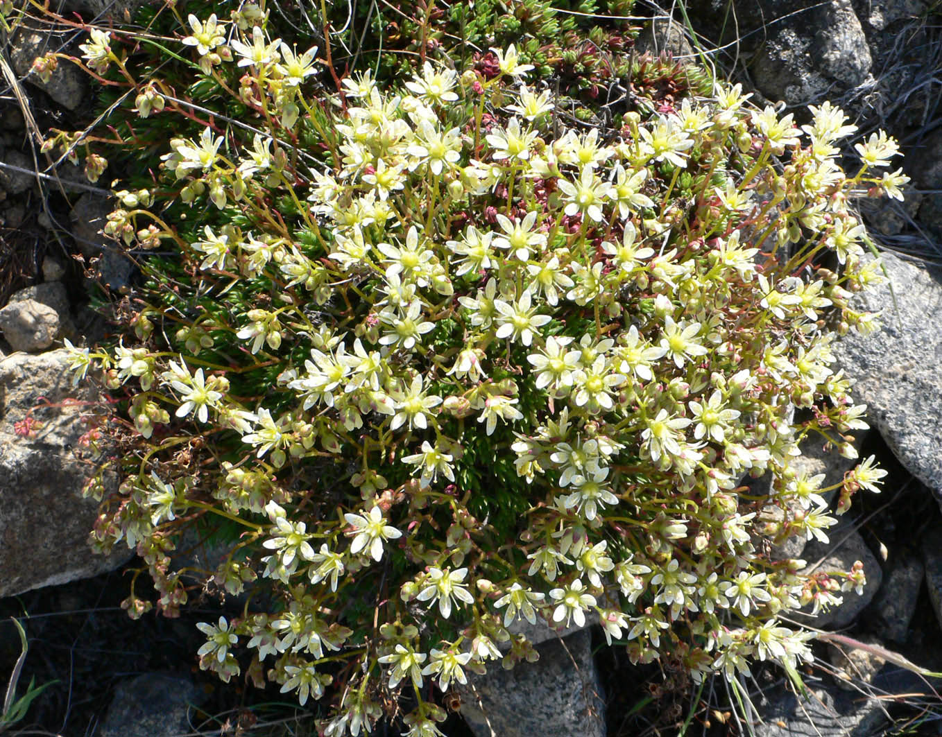 Изображение особи Saxifraga spinulosa.