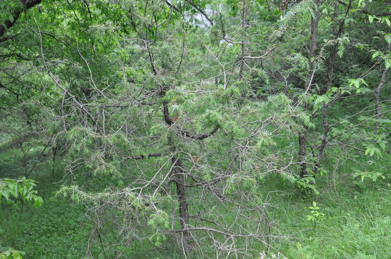 Image of Juniperus oblonga specimen.