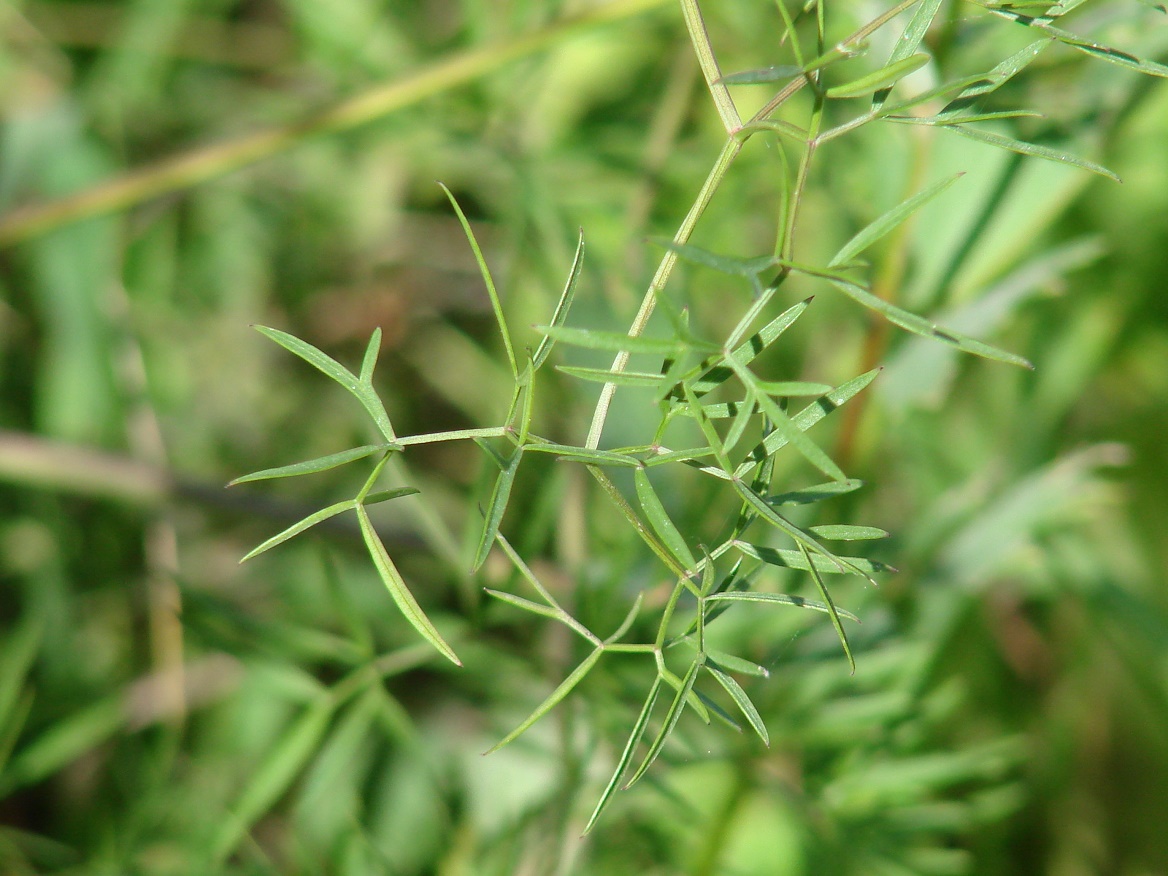 Image of Cenolophium fischeri specimen.