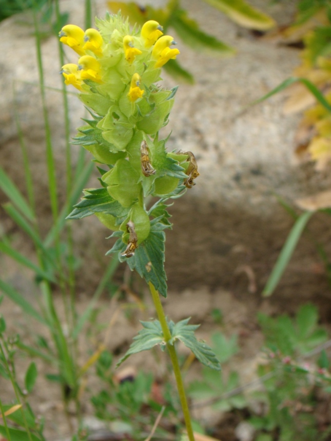 Image of Rhinanthus pectinatus specimen.