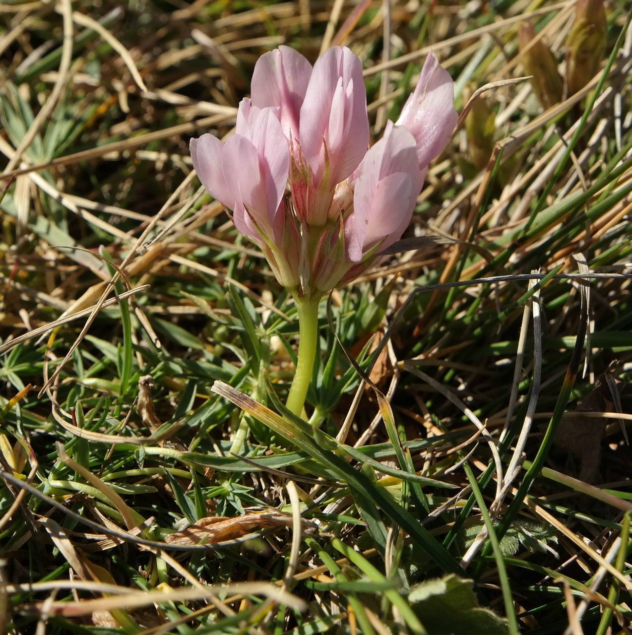 Image of Trifolium polyphyllum specimen.