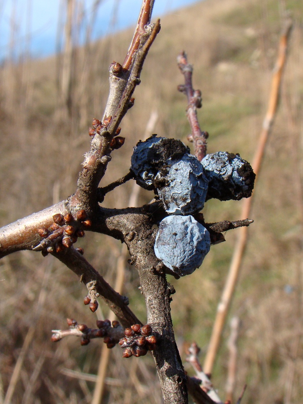 Image of Prunus stepposa specimen.