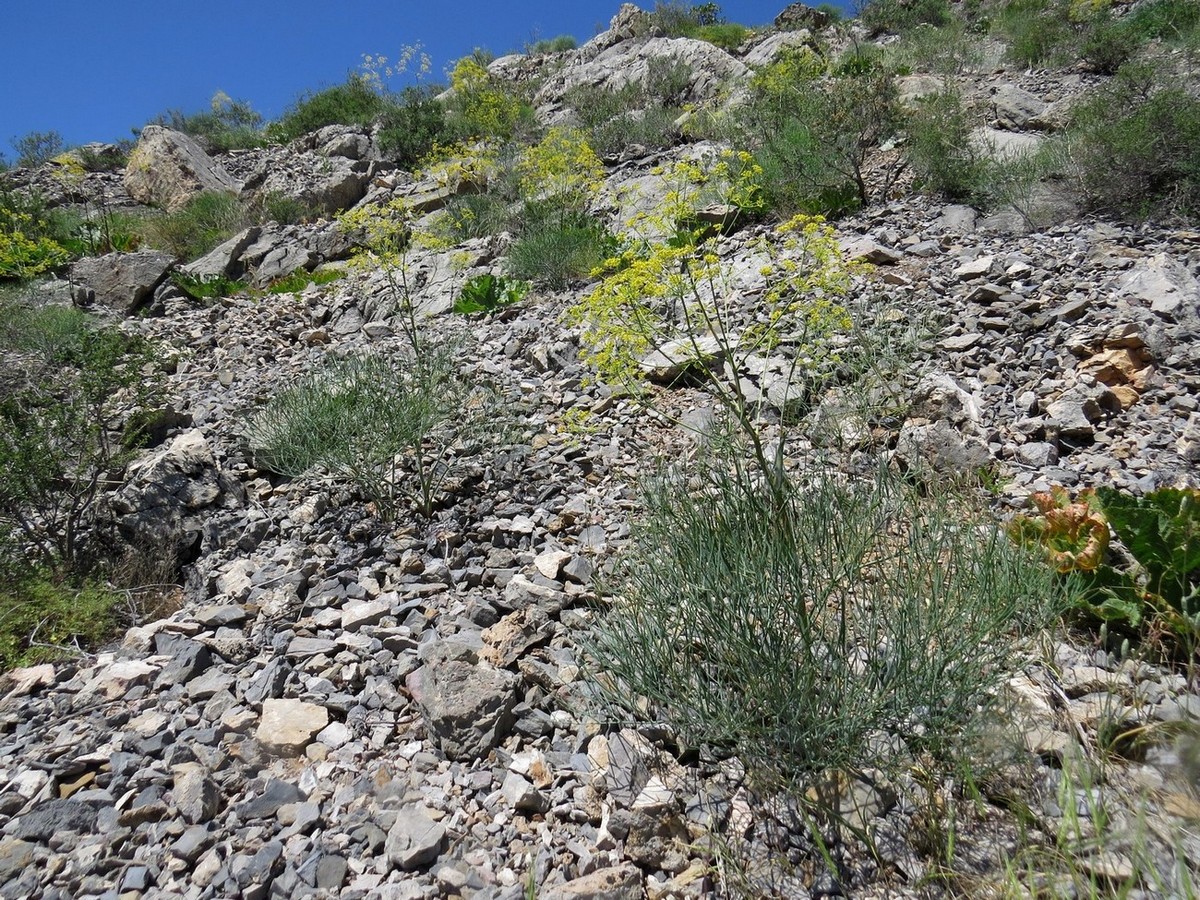 Image of Ferula leucographa specimen.