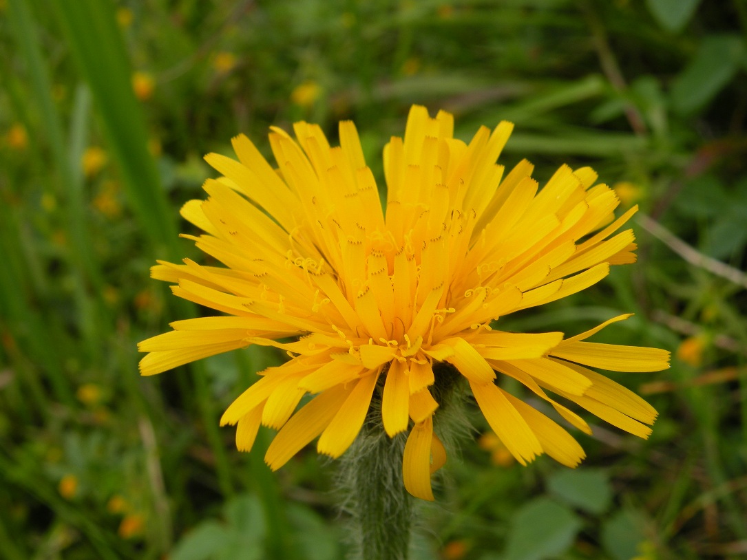 Image of Trommsdorffia uniflora specimen.