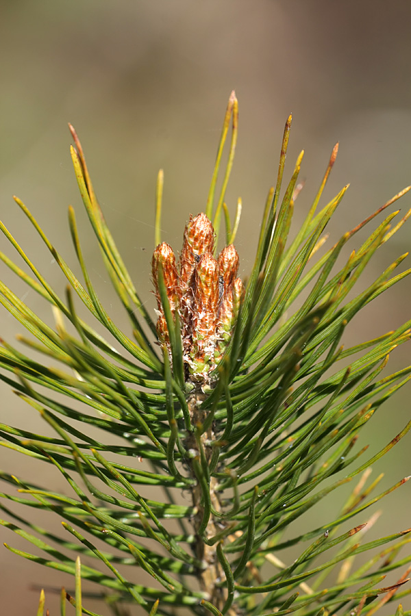 Image of Pinus sylvestris specimen.