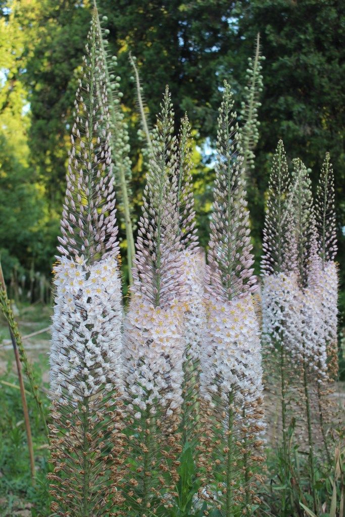 Image of Eremurus olgae specimen.