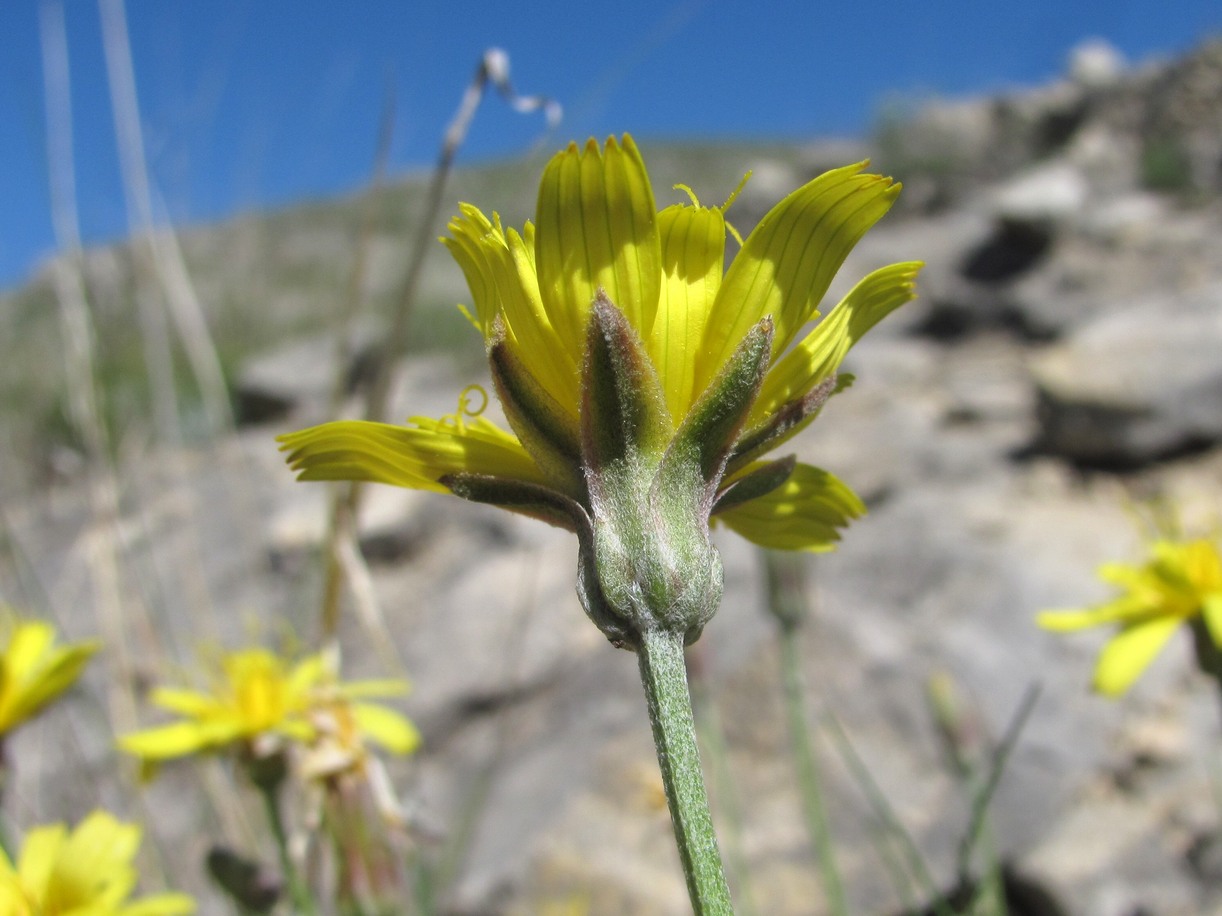 Изображение особи Scorzonera filifolia.