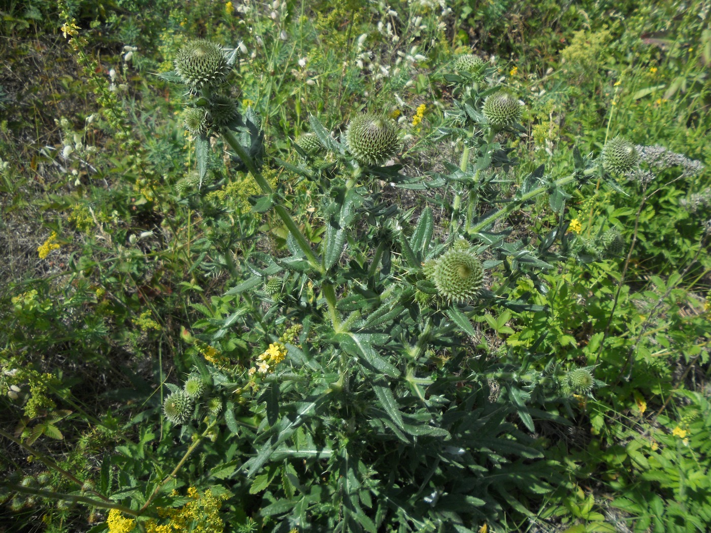 Image of Cirsium serrulatum specimen.