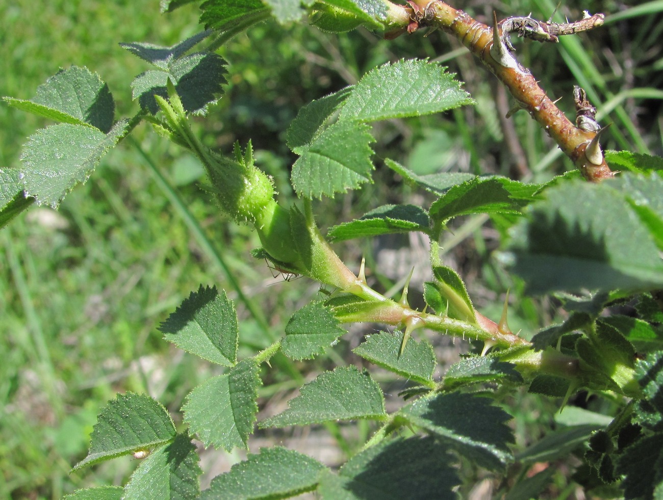 Image of Rosa pulverulenta specimen.