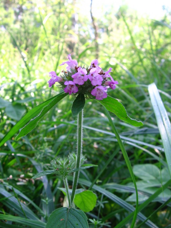 Image of Clinopodium vulgare specimen.