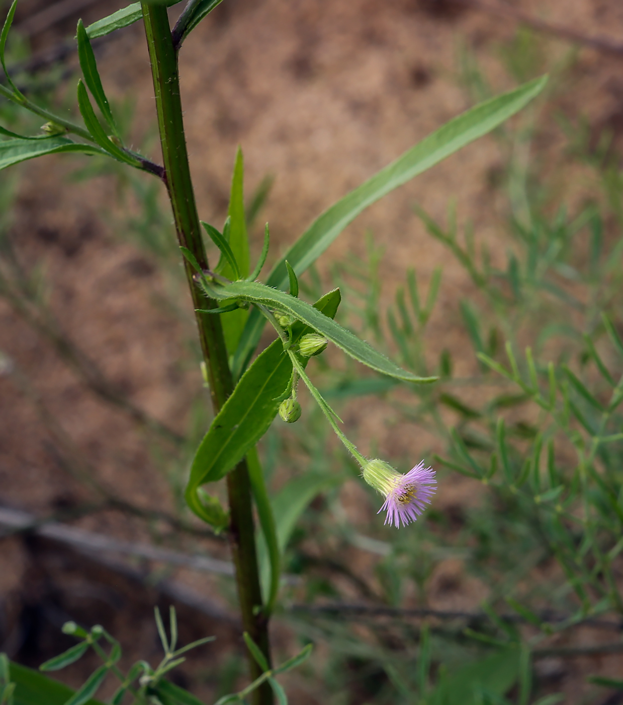 Image of Erigeron uralensis specimen.