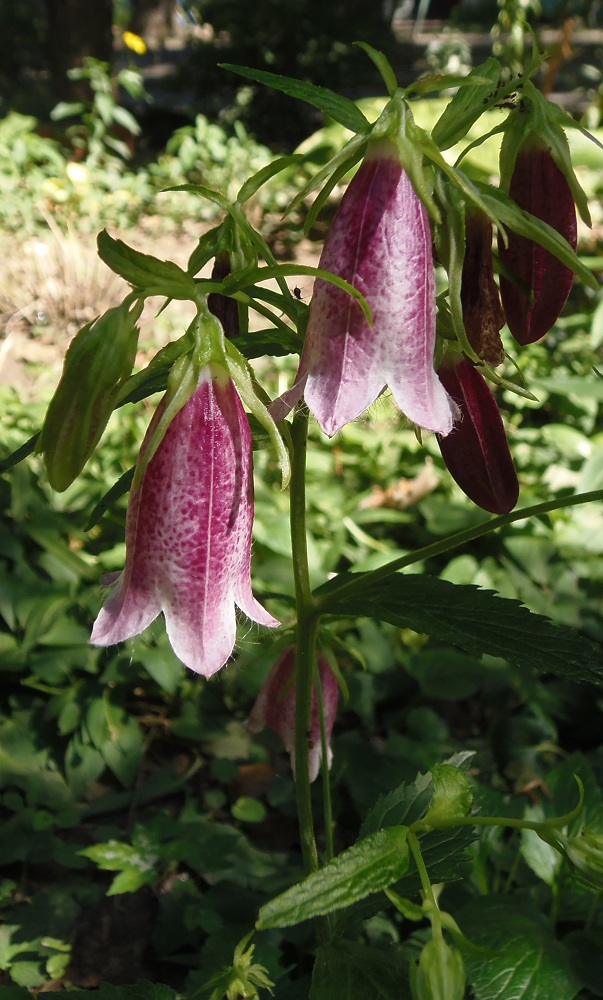 Image of Campanula takesimana specimen.