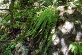 Woodsia caucasica