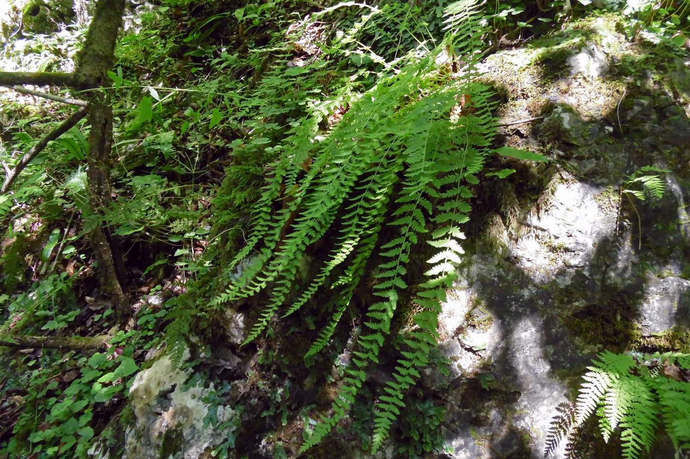 Image of Woodsia caucasica specimen.