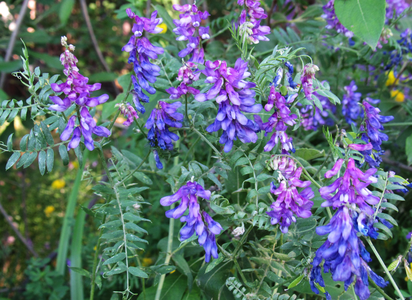 Image of Vicia tenuifolia specimen.