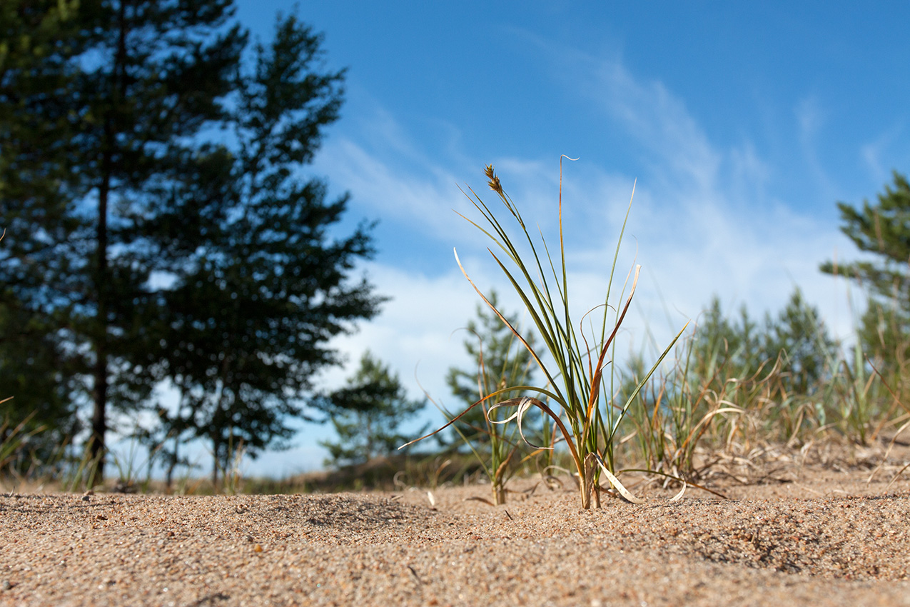 Image of Carex arenaria specimen.