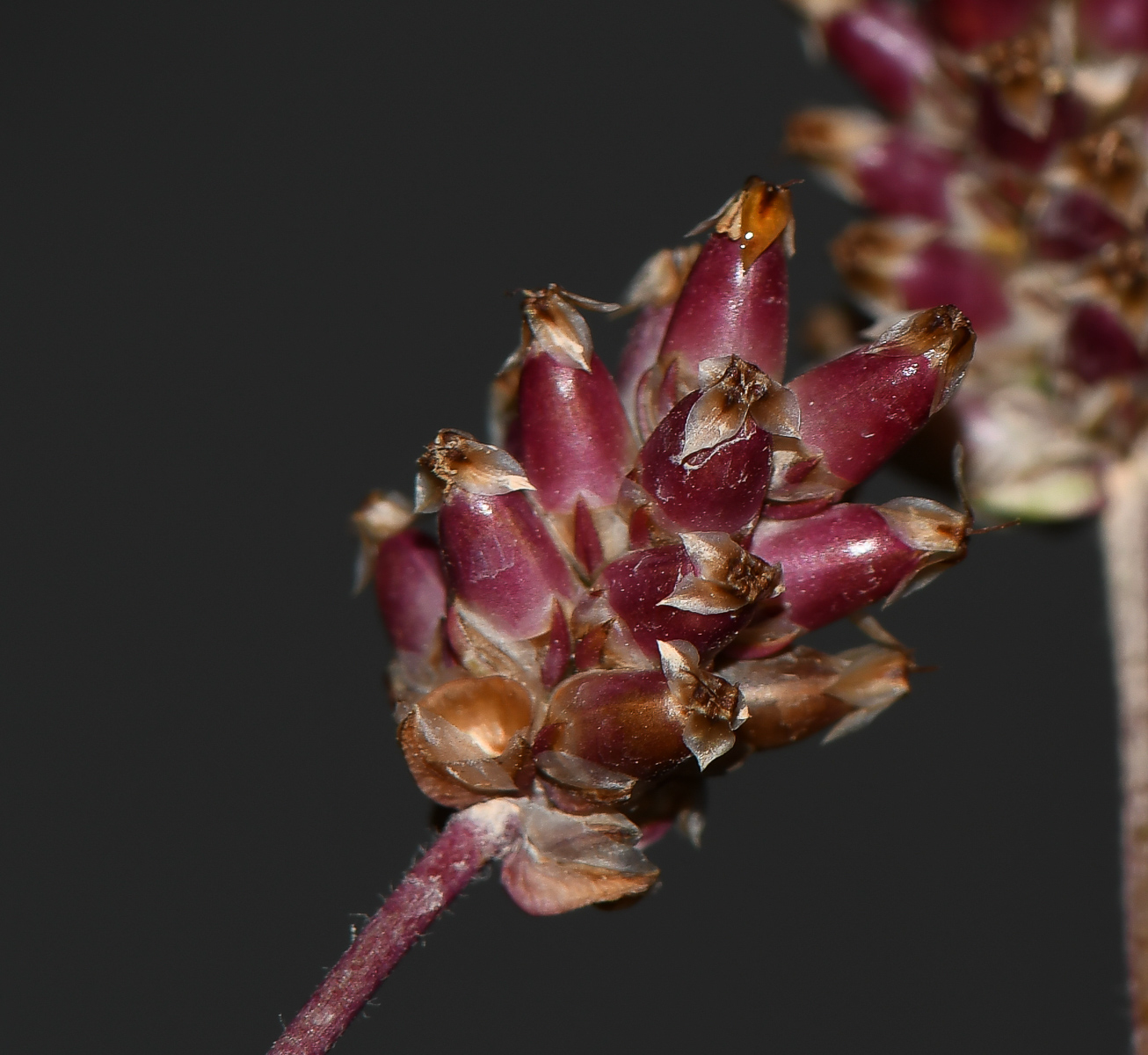 Image of Plantago amplexicaulis specimen.