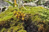 Syntrichia ruralis. Вегетирующие растения. Крым, г. Симферополь, окр. мкр-на Пневматика; склон куэсты, камень. 14.02.2020.