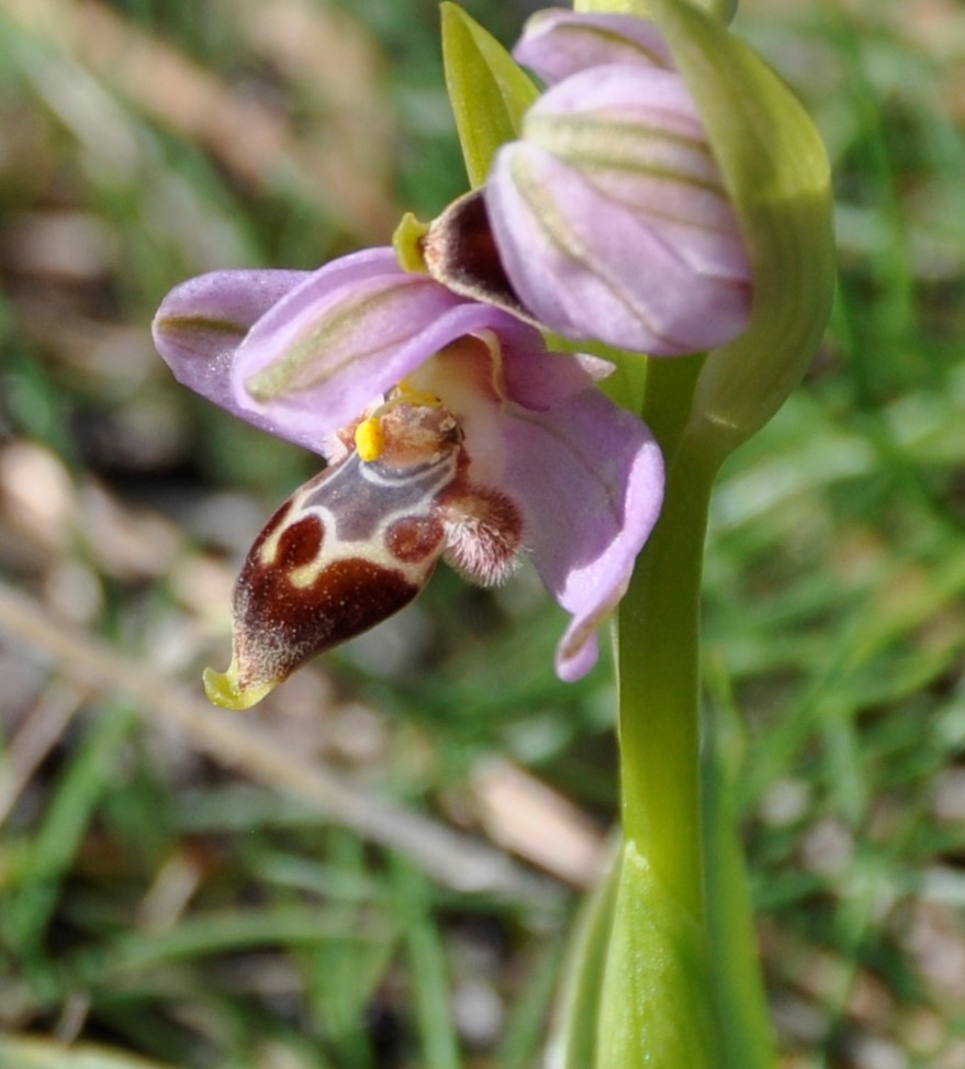 Изображение особи Ophrys lapethica.