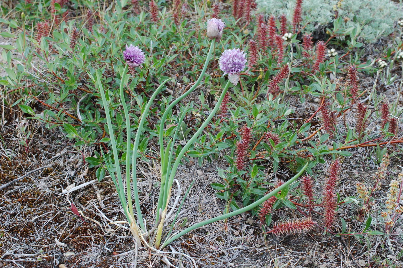 Image of Allium schoenoprasum specimen.