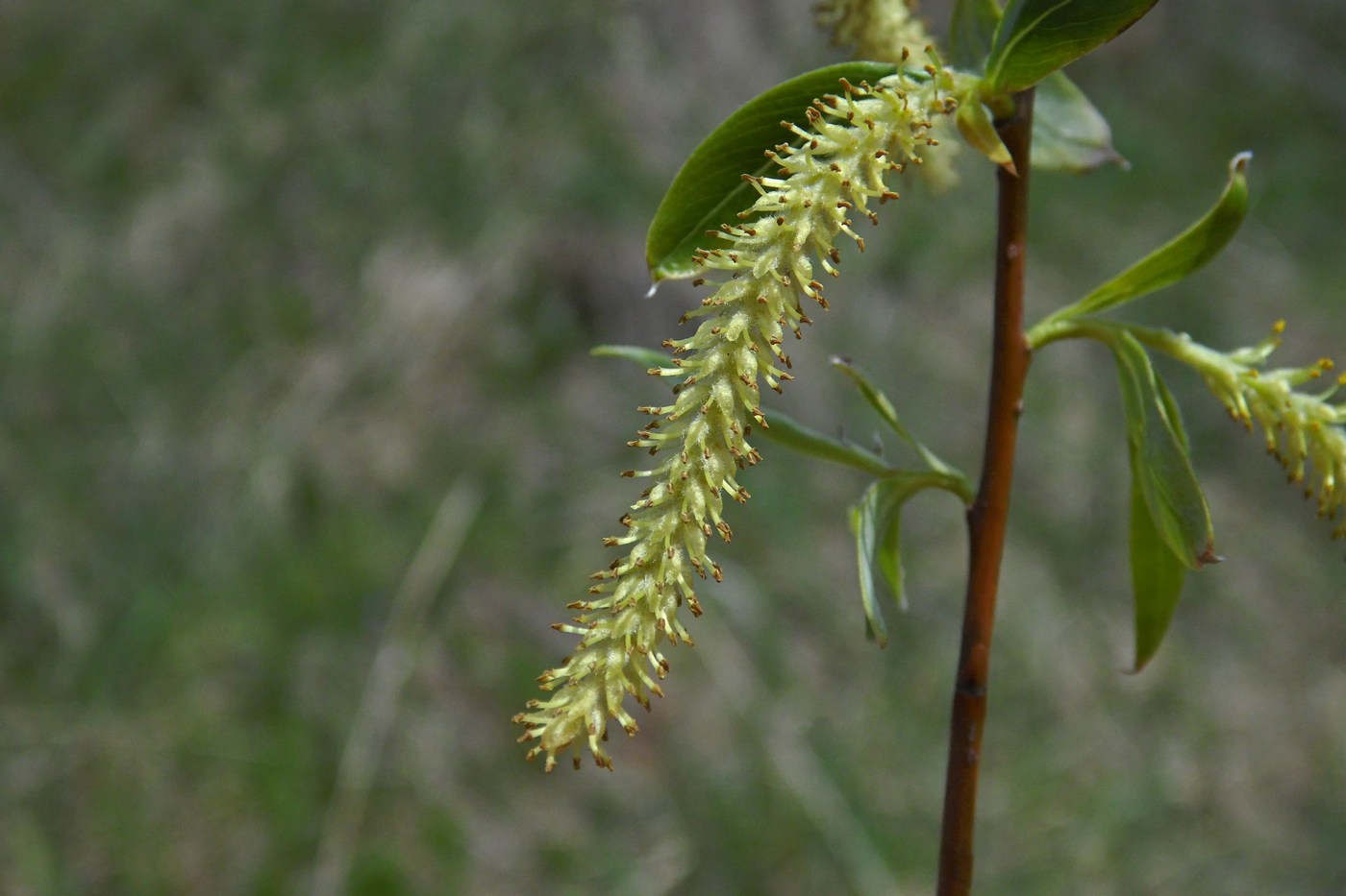 Изображение особи Salix alba.