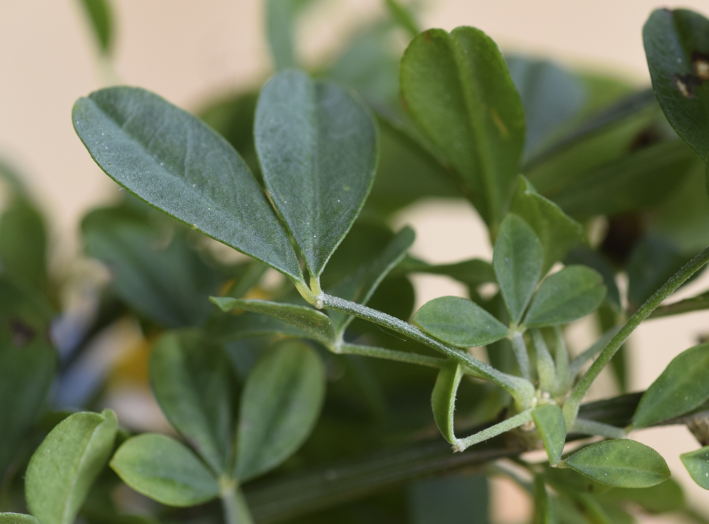 Изображение особи Cytisus arboreus ssp. catalaunicus.