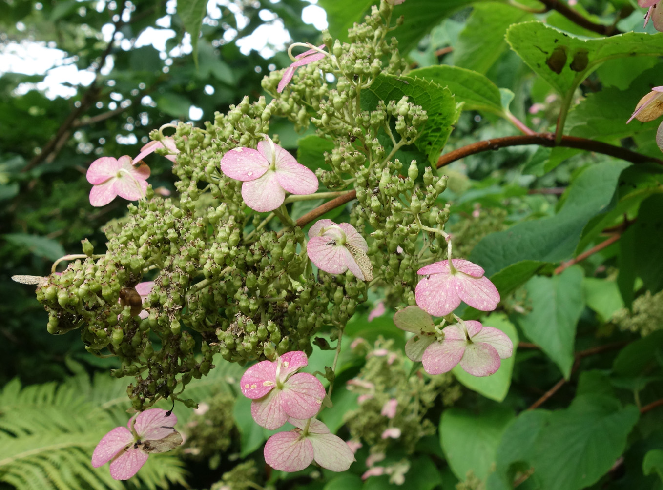 Image of Hydrangea paniculata specimen.