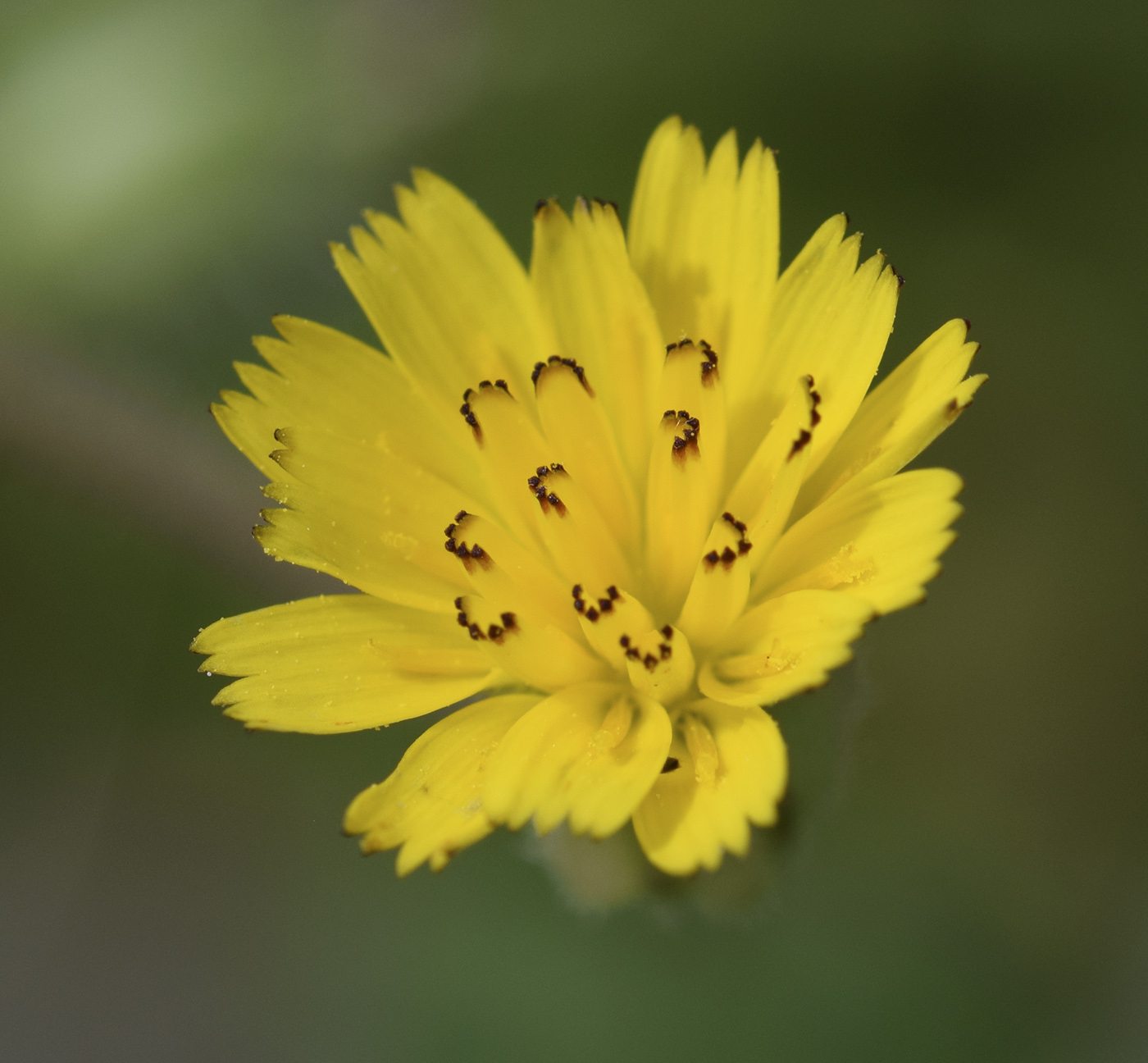 Изображение особи Hedypnois rhagadioloides.