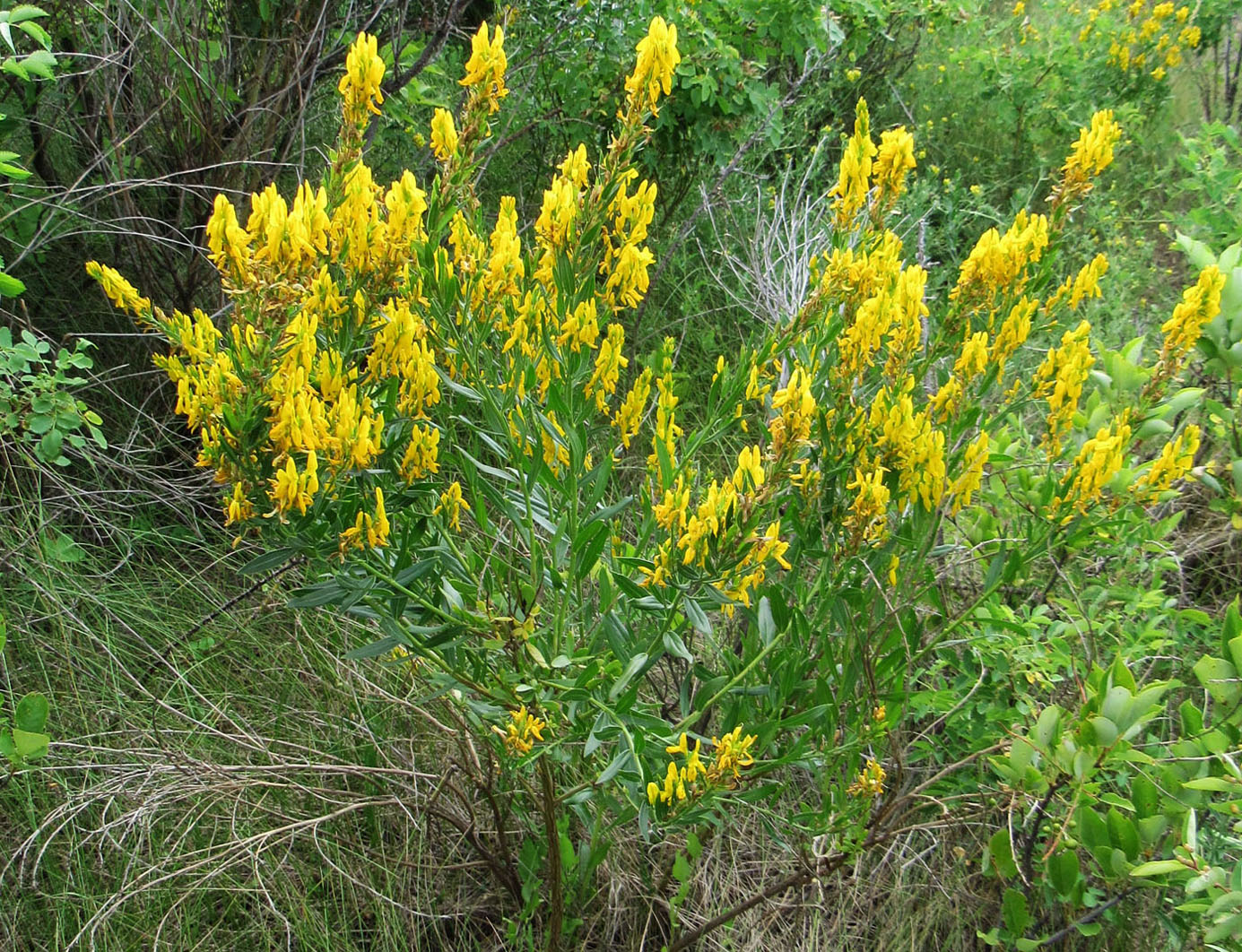 Image of Genista tinctoria specimen.