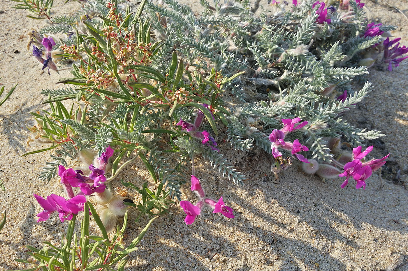 Image of Oxytropis lanata specimen.