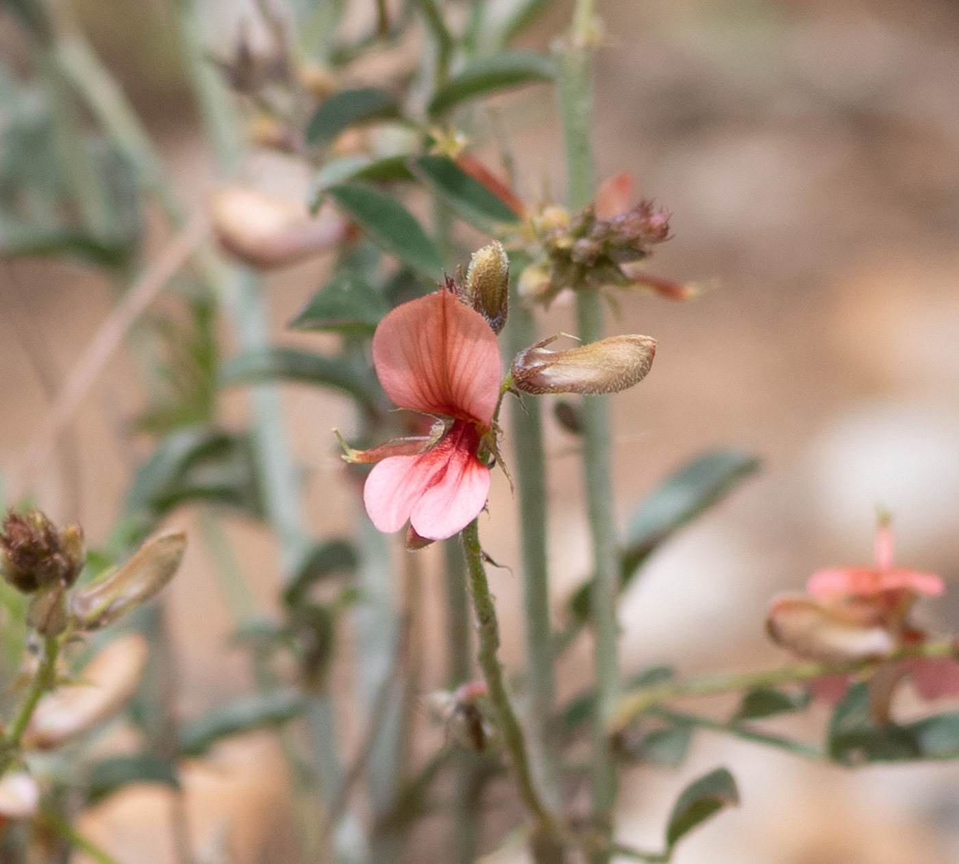 Image of Indigofera heterotricha specimen.