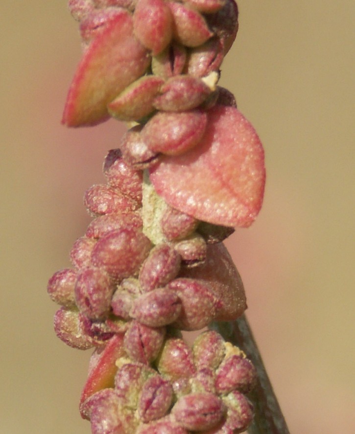 Image of Atriplex micrantha specimen.