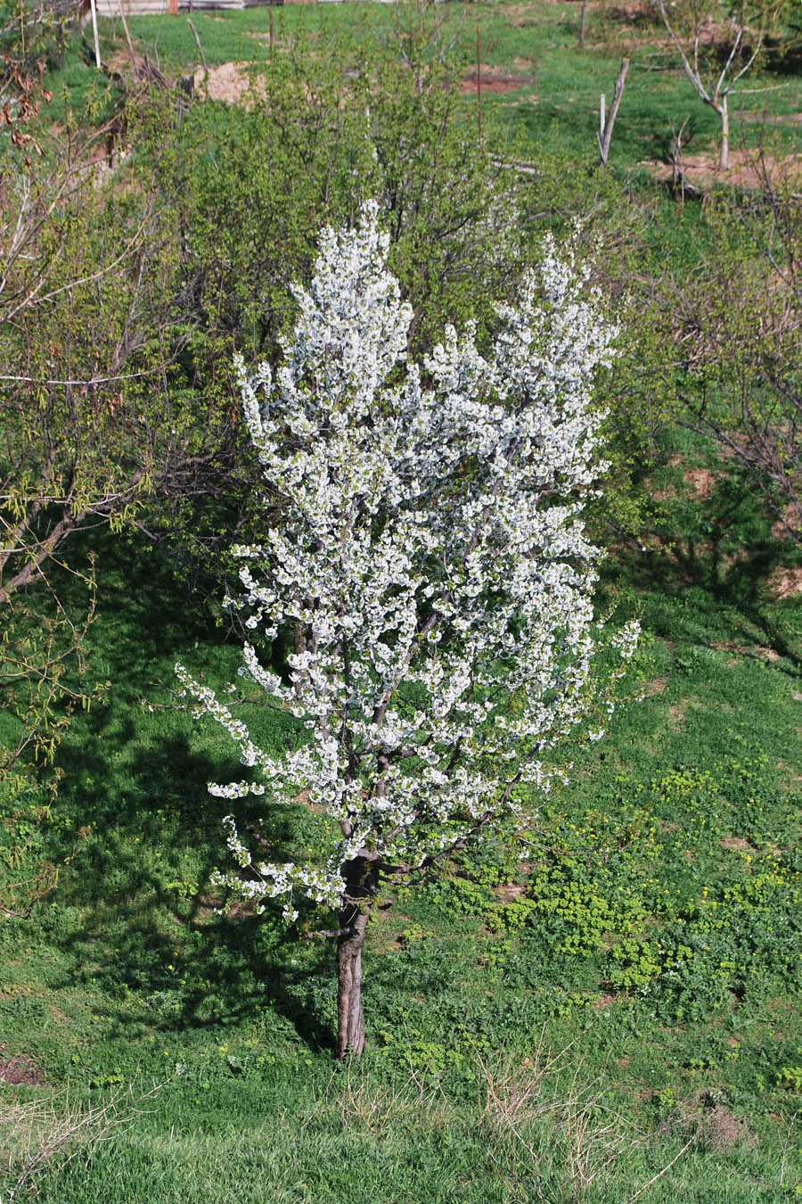 Image of Cerasus avium specimen.