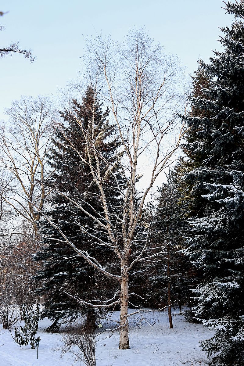 Image of Betula costata specimen.