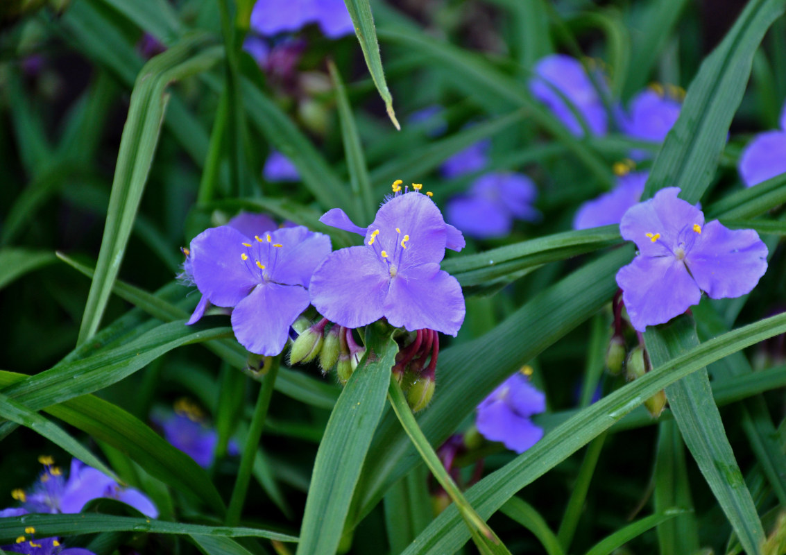 Image of Tradescantia virginiana specimen.